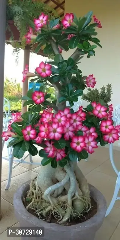 The Entacloo Adenium Plant Adenium Plant1-thumb0