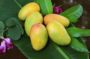 Your Shop Exotic Hybrid Rare Dwarf Malgova Mango (Grafted) Live Plant Dwarf Variety-thumb1