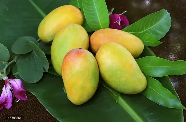 Your Shop Exotic Hybrid Rare Dwarf Malgova Mango (Grafted) Live Plant Dwarf Variety-thumb2