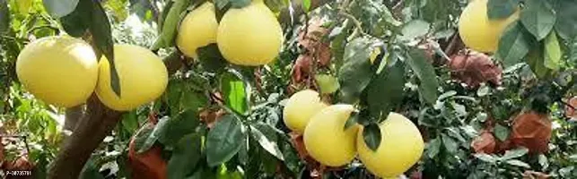 The Entacloo Lemon Plant BATABI LEMON-thumb0