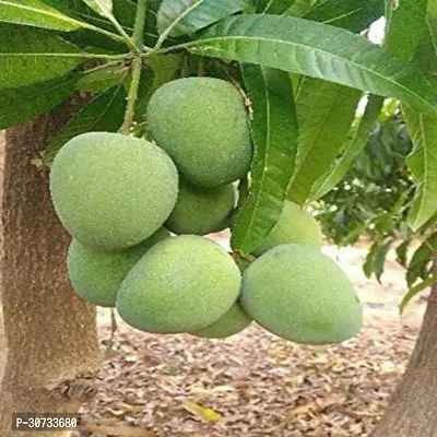 The Entacloo Mango Plant Imam Pasand Mango Hybrid Plant For Outdoor Garden