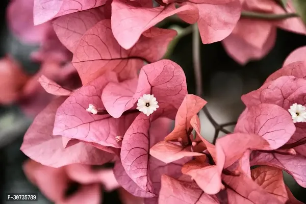 The Entacloo Bougainvillea Plant OLPPP55-thumb0