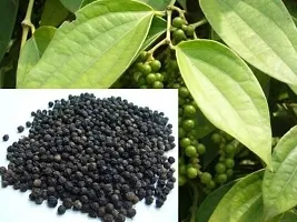 The Entacloo Pepper Plant VG BLACK PEPPERKALI MIRCH PLANT-thumb1