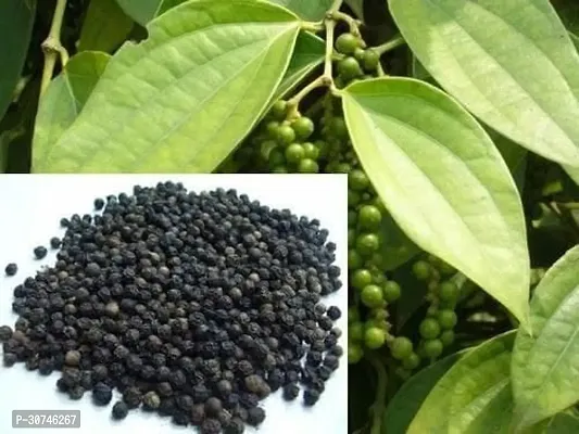 The Entacloo Pepper Plant VG BLACK PEPPERKALI MIRCH PLANT-thumb2