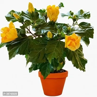 The Entacloo Hibiscus Plant Yellow Hibiscus Plant-thumb3