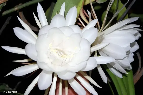 The Entacloo Orchid Plant Brahma Kamal-thumb0