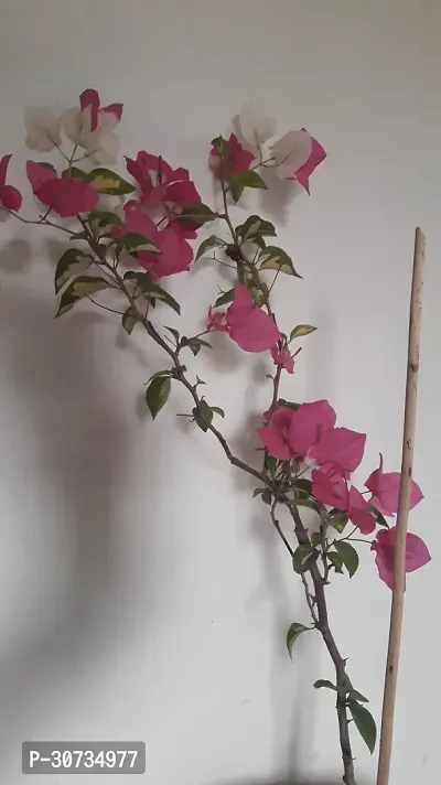 The Entacloo Bougainvillea Plant RWBOUGAIN-thumb2