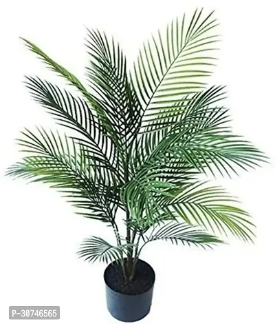 The Entacloo China Palm Plant China Palm Areca Palm Indoor decorative natural Air Purifier LowMaintenance Houseplant.CF02-thumb0