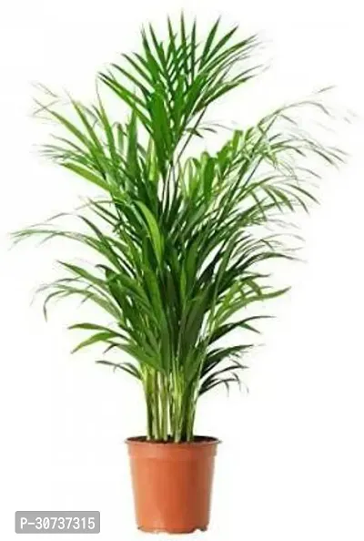 The Entacloo Areca Plam Areca Plam9876-thumb0