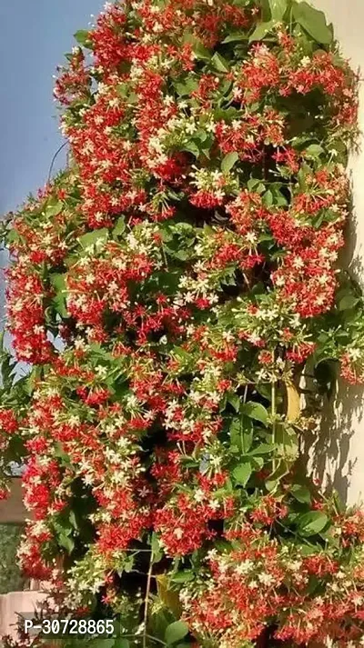 The Entacloo MadhumaltiRangoon Creeper HomeDecore Madhumalti Plant With Pot 004