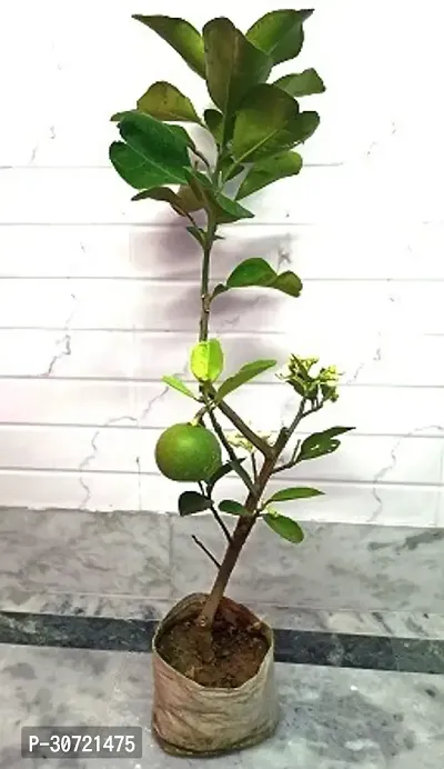 The Entacloo Lemon Plant Seasonal lemon203-thumb2