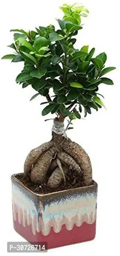 The Entacloo Ficus Bonsai Plant GHBN15-thumb0