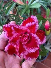 The Entacloo Adenium Plant Desert Rose(Adenium) plant-thumb2