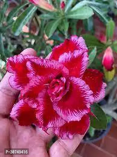 The Entacloo Adenium Plant Desert Rose(Adenium) plant-thumb3