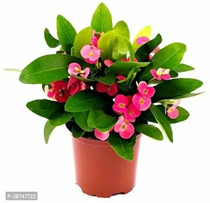 The Entacloo Euphorbia Plant EUPHOBIA PLANT0018D-thumb0