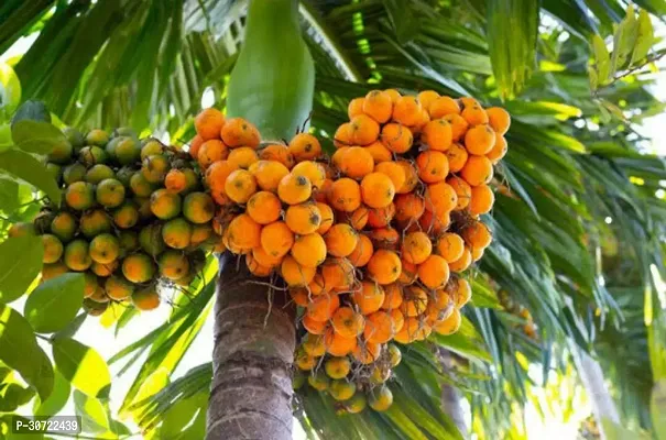 The Entacloo Betel Leaf Plant Betel NutSupari Plant-thumb3