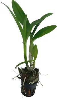 The Entacloo Orchid Plant Dendrobium Orchid Live Plant (Peach 28) with 2 inch Net Pot (Seedling Size)-thumb1