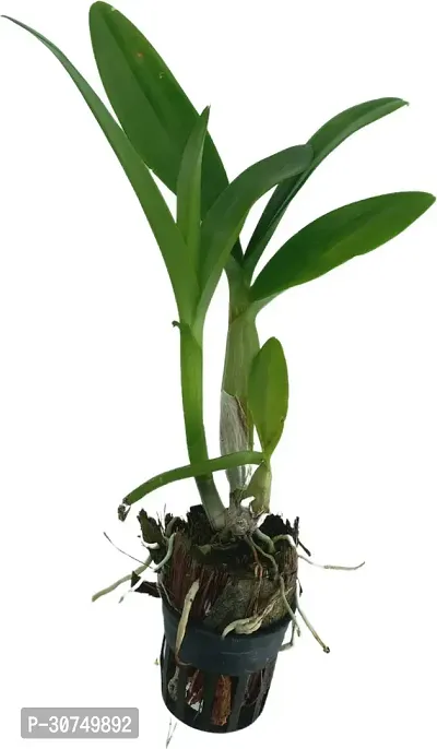 The Entacloo Orchid Plant Dendrobium Orchid Live Plant (Peach 28) with 2 inch Net Pot (Seedling Size)-thumb2