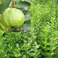 The Entacloo Guava Plant GUAVA PLANT SSNNEE-thumb2