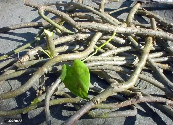 The Entacloo Giloy Plant IAIR-1133-Giloyemoti GiloyPlant Fresh Stems for Plantation-thumb0