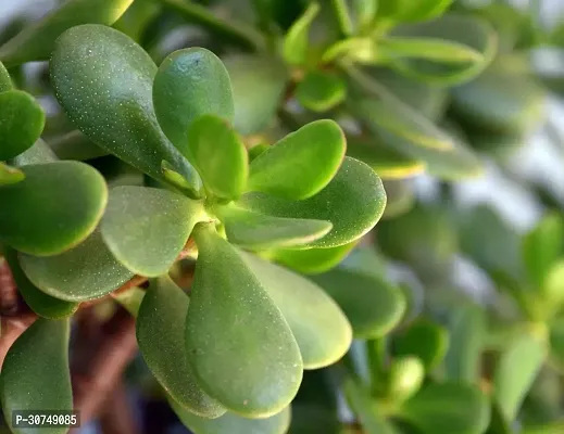 The Entacloo Crassula Bonsai Plant crassula plant 207-thumb3