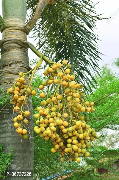 The Entacloo Betel NutSupari Plant BETEL NUT PLANT 4-thumb0