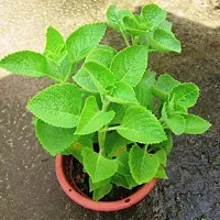 The Entacloo Ajwain Plant Live Ajwain Medicine Plant Good Health-thumb1