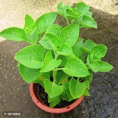 The Entacloo Ajwain Plant Live Ajwain Medicine Plant Good Health-thumb2