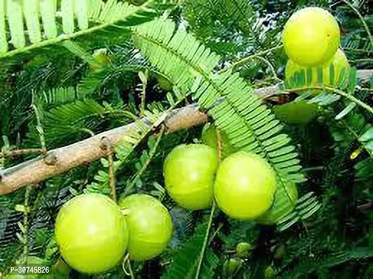 The Entacloo Amla Plant Amla Thai Green Gooseberries Amlaki Fruit Grafted Live PlantsTree(11.5 Ft Size)-thumb0