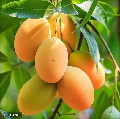 The Entacloo Mango Plant Very Sweet popular Grafted Lakshmanbhog Mango Plant-thumb0