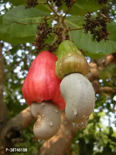 The Entacloo Cashew Apple Plant hybridCashew nut plant8-thumb0