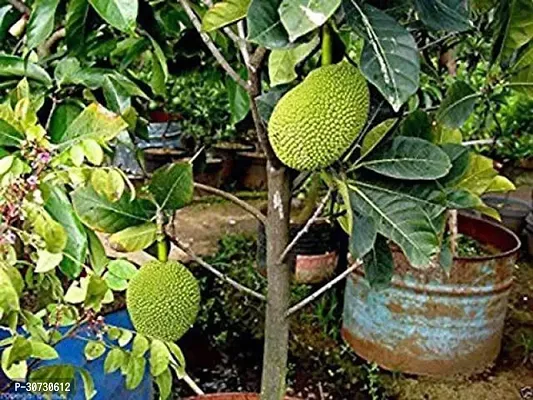 The Entacloo Jackfruit Plant jackfruit plant-thumb0