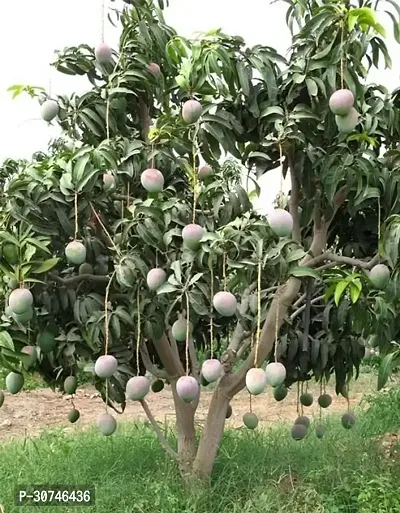 The Entacloo Mango Plant Mango PlantAam ( Hybrid Pack of 1 )