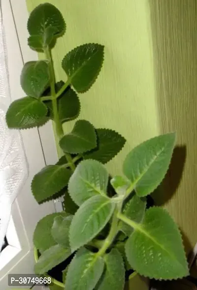 The Entacloo Ajwain Plant Ajwain Plant19-thumb0