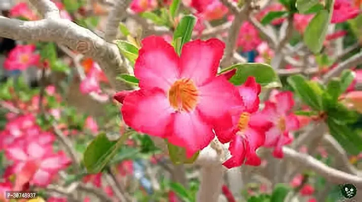 The Entacloo Adenium Plant ADENIUM PLANT OOO22-thumb0