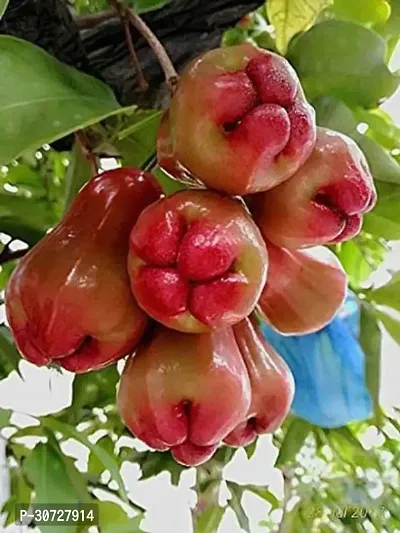 The Entacloo Custard Apple Plant Custard Apple Plant-101-thumb0