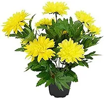 The Entacloo Chrysanthemums Guldavari Plant ChrysanthemumChandramallika Plant-thumb2