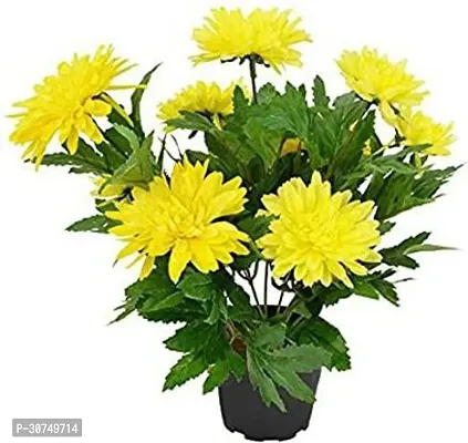 The Entacloo Chrysanthemums Guldavari Plant ChrysanthemumChandramallika Plant-thumb3