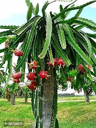 The Entacloo Dragon Tree BP_07 Sweet Dragon fruit plant-thumb0