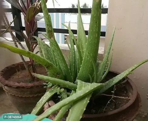 The Entacloo Aloe Vera Plant Aloe veral-thumb0