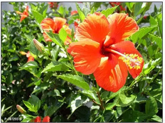 The Entacloo Hibiscus Plant hibiscus plant 723