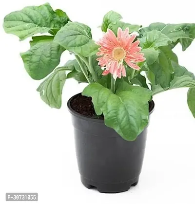 The Entacloo Gerbera Plant Plants 162-thumb2