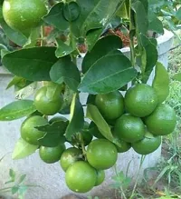 The Entacloo Lemon Plant Live All SeasonSarbati Lemon Plant for Garden-thumb2