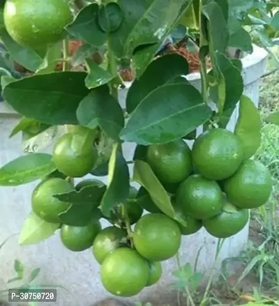 The Entacloo Lemon Plant Live All SeasonSarbati Lemon Plant for Garden-thumb3