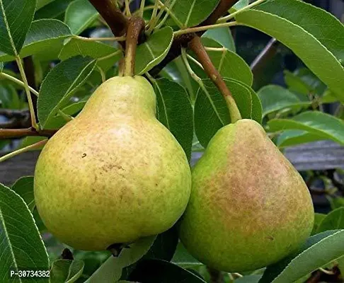 The Entacloo Pear Plant pear66-thumb0