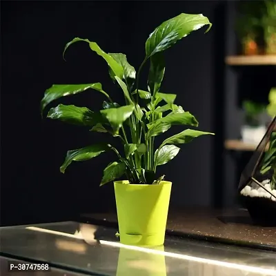 The Entacloo Peace Lily Plant PEACE LILY FLOWERING Imported_044-thumb0