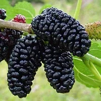 The Entacloo ShahtootMulberry Plant VIJAY GREENERY SHAHTOOTMULBERRY PLANT-thumb1