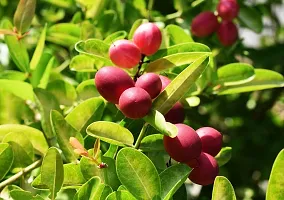 The Entacloo Berry Plant 1 Healthy Rare Live Plant Miracle FruitSynsepalum dulcificum Healthy Live Plant-thumb1