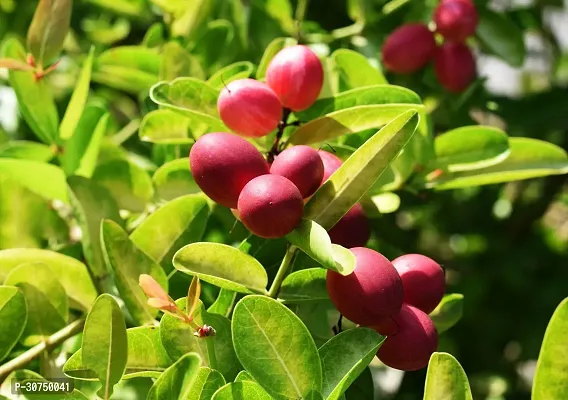 The Entacloo Berry Plant 1 Healthy Rare Live Plant Miracle FruitSynsepalum dulcificum Healthy Live Plant-thumb2