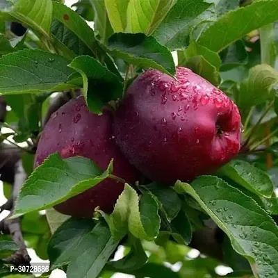 The Entacloo Apple Plant Apple 1-thumb2